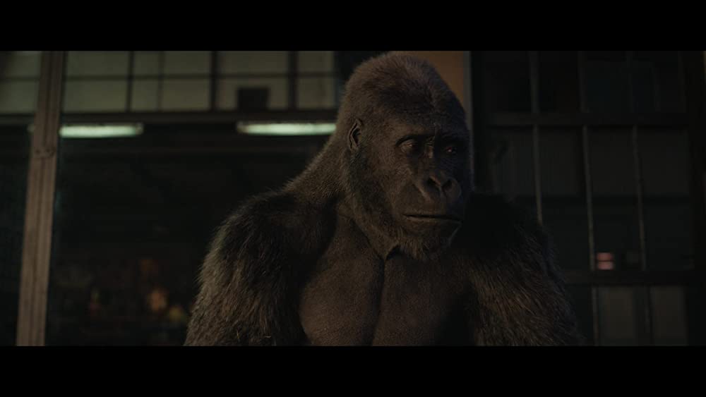 ゴリラのアイヴァンの画像