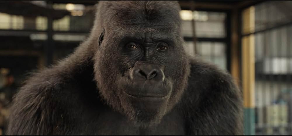 「ゴリラのアイヴァン」の画像