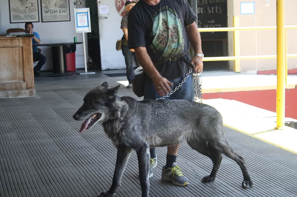 赤ずきんvs狼男の画像