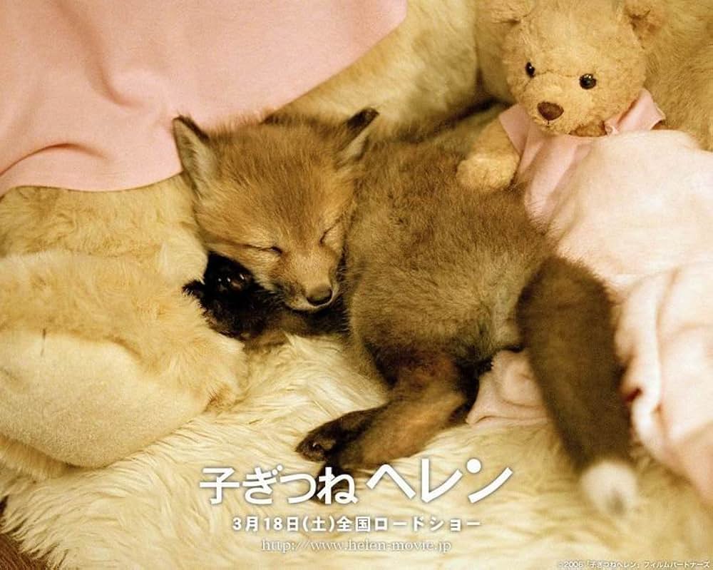 子ぎつねヘレンの画像
