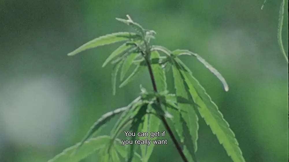 ハーダー・ゼイ・カムの画像