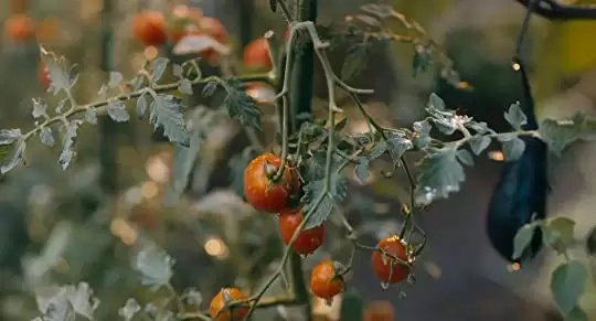 お父さんと伊藤さんの画像