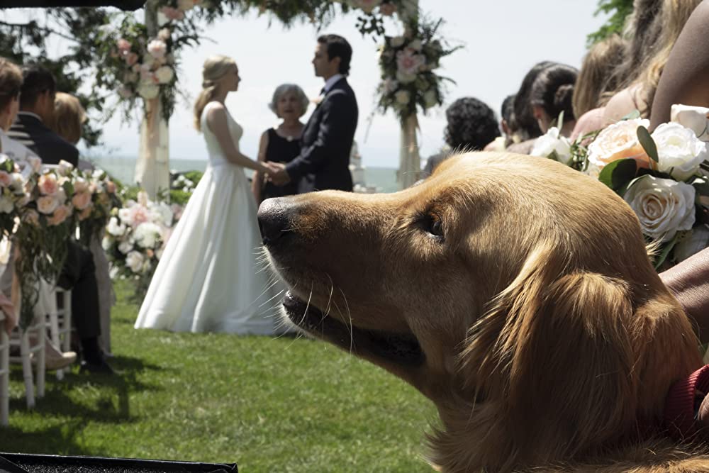 エンツォ レーサーになりたかった犬とある家族の物語の画像