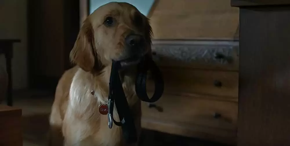 エンツォ レーサーになりたかった犬とある家族の物語の画像