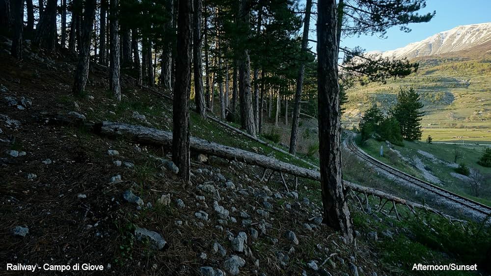 ブラック・バタフライの画像