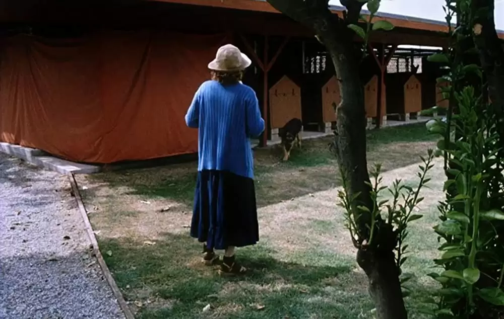 サランドラ IIの画像