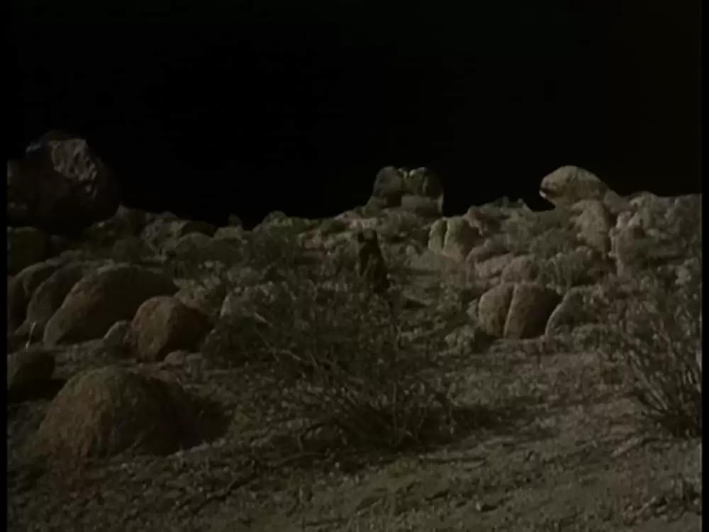 サランドラ IIの画像