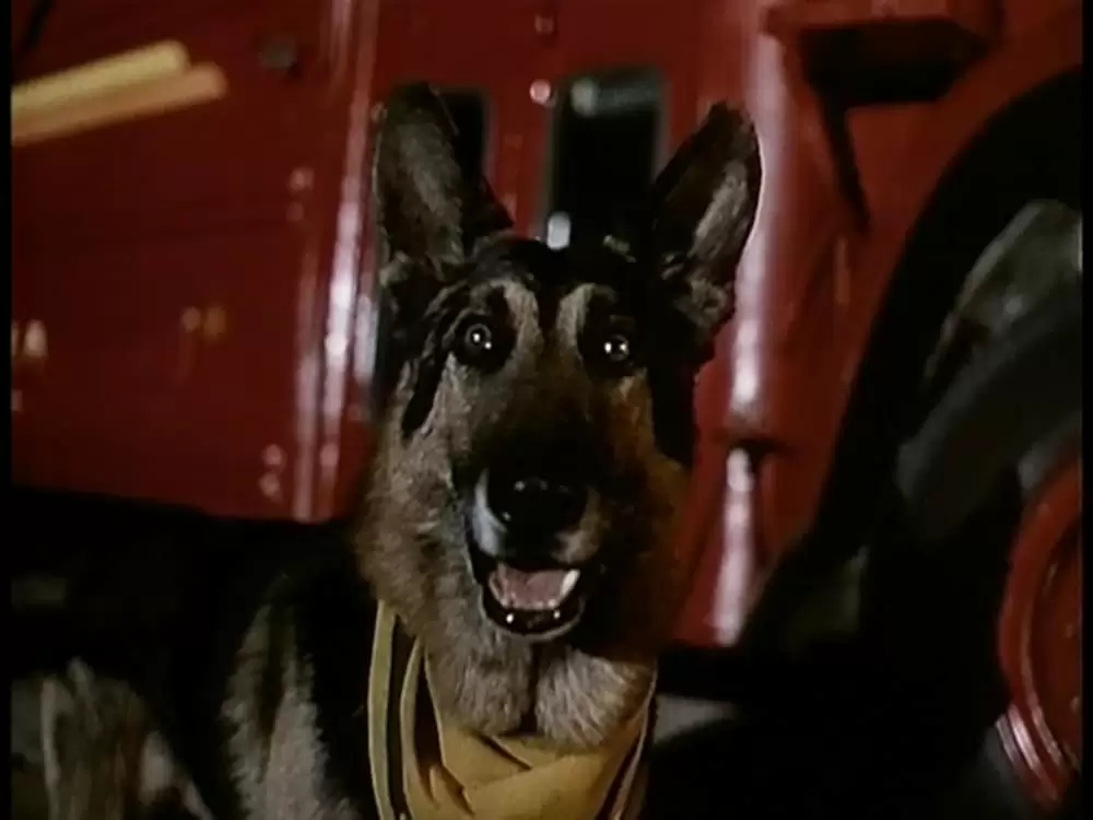 サランドラ IIの画像