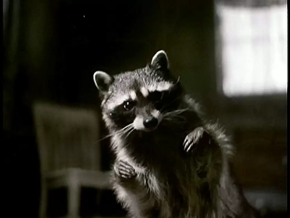 サランドラ IIの画像