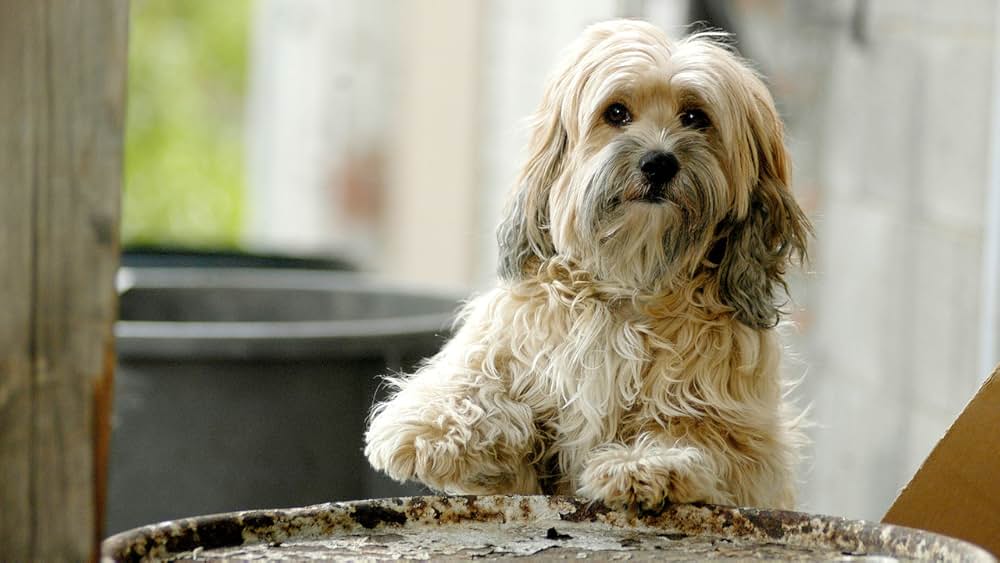 ラブいぬ ベンジー はじめての冒険の画像