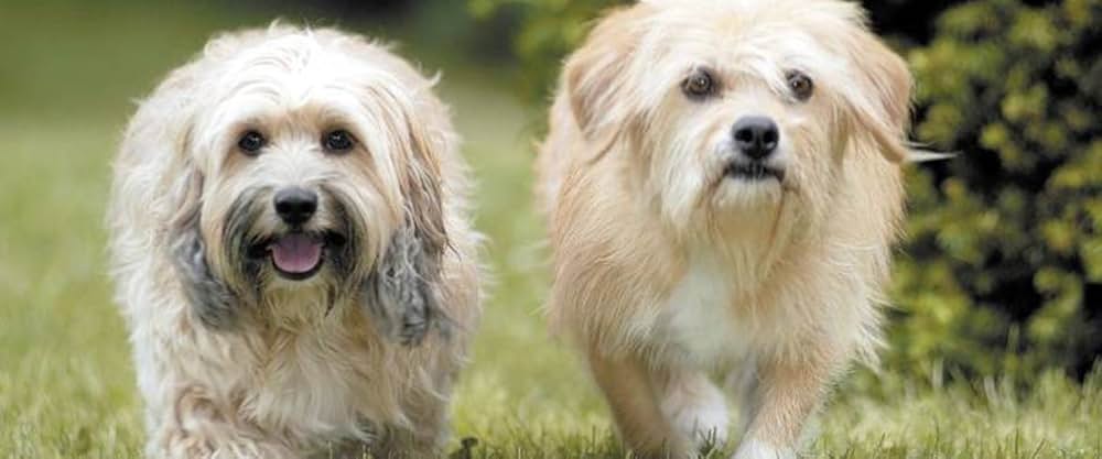 ラブいぬ ベンジー はじめての冒険の画像