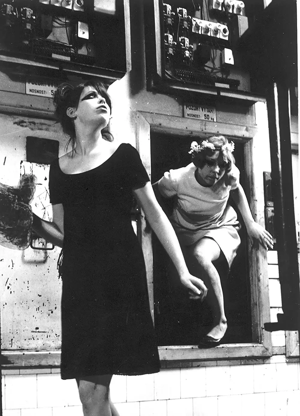 ひなぎくの画像