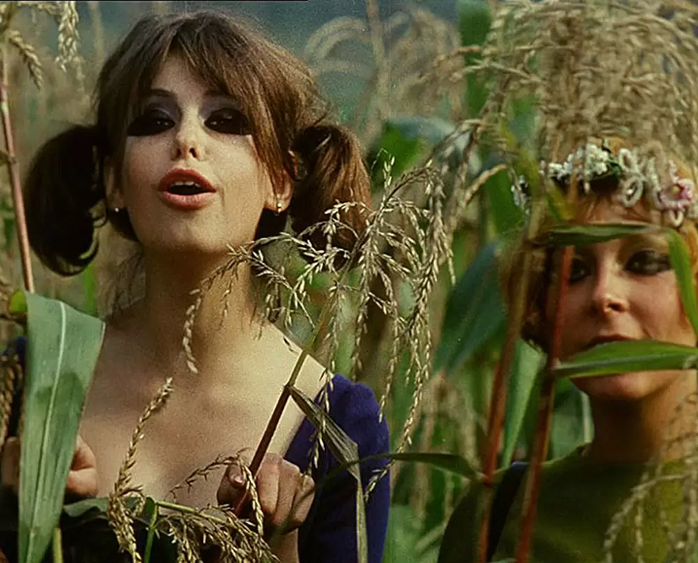 ひなぎくの画像