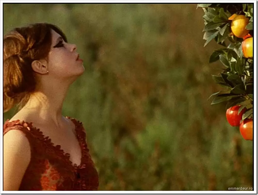 ひなぎくの画像