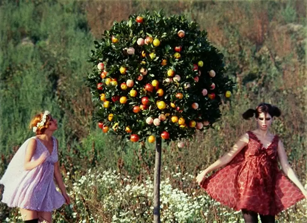 ひなぎくの画像