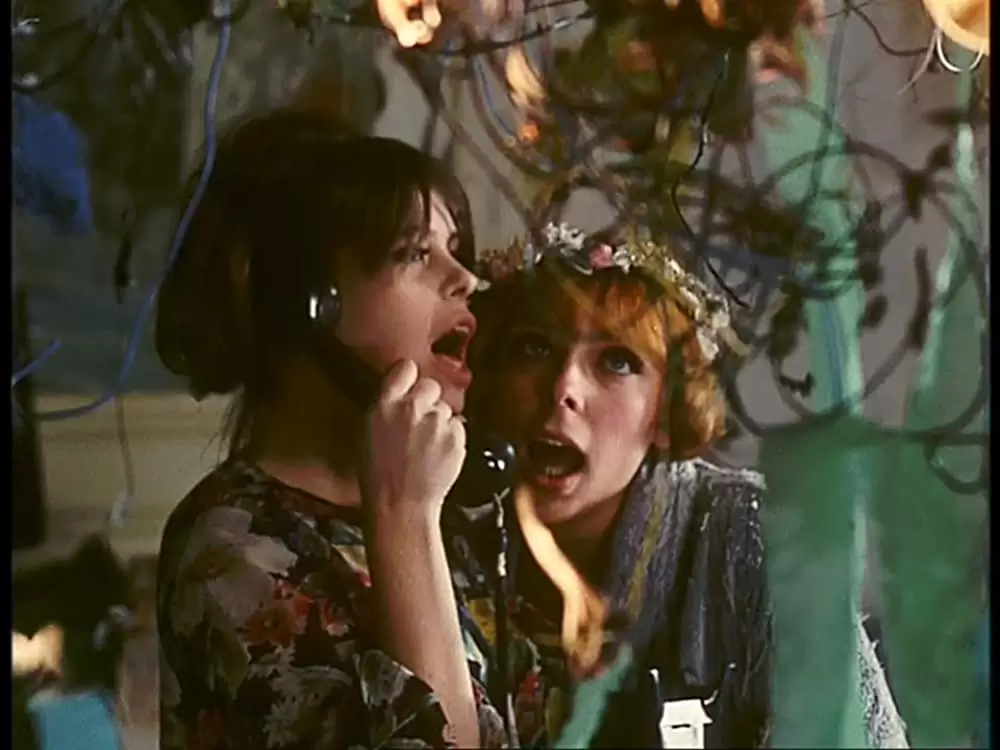 ひなぎくの画像