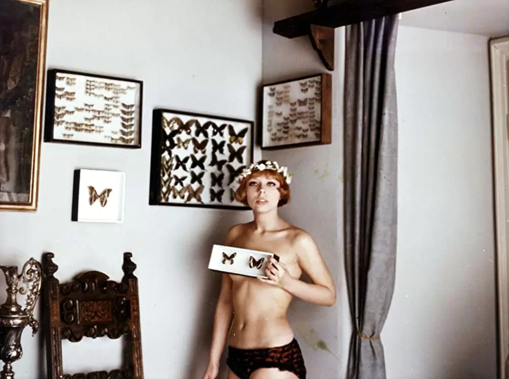 ひなぎくの画像