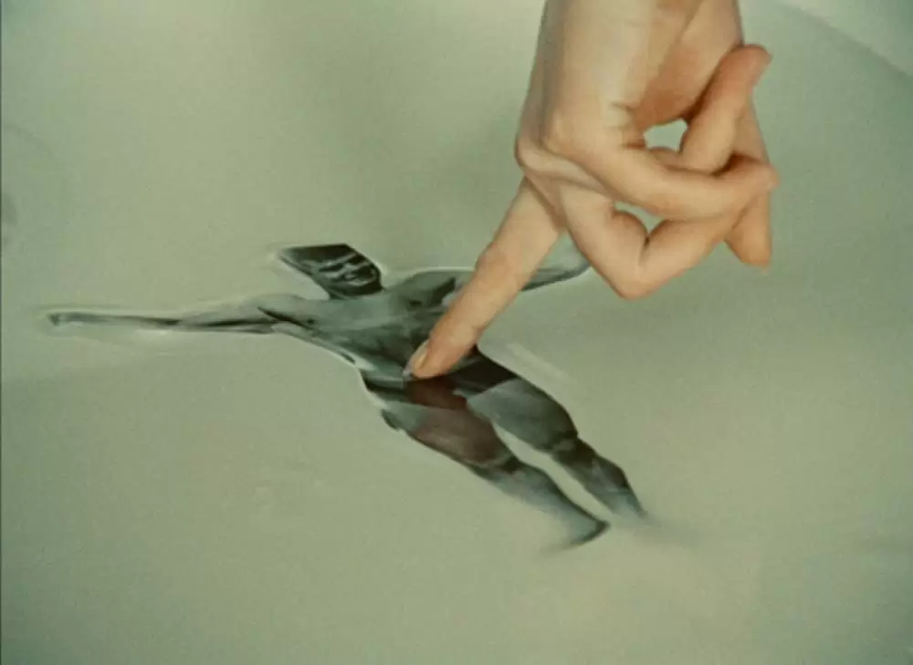 ひなぎくの画像