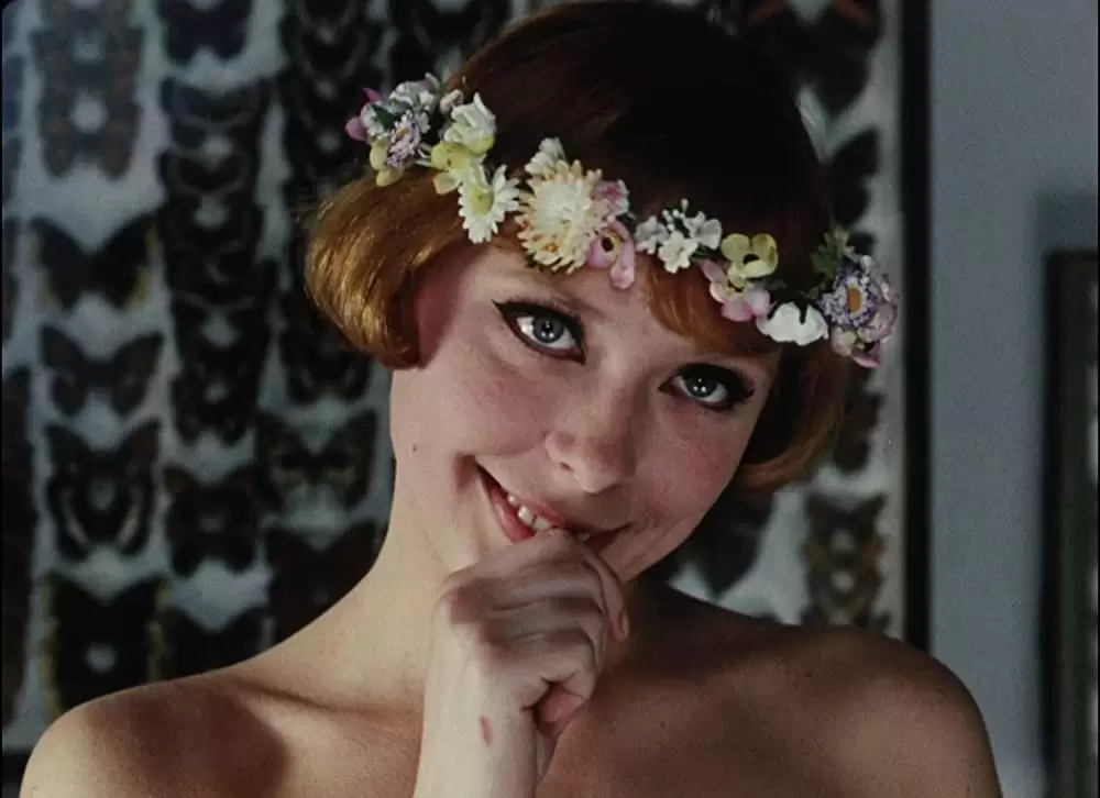 ひなぎくの画像