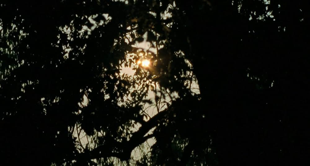 ブンミおじさんの森の画像