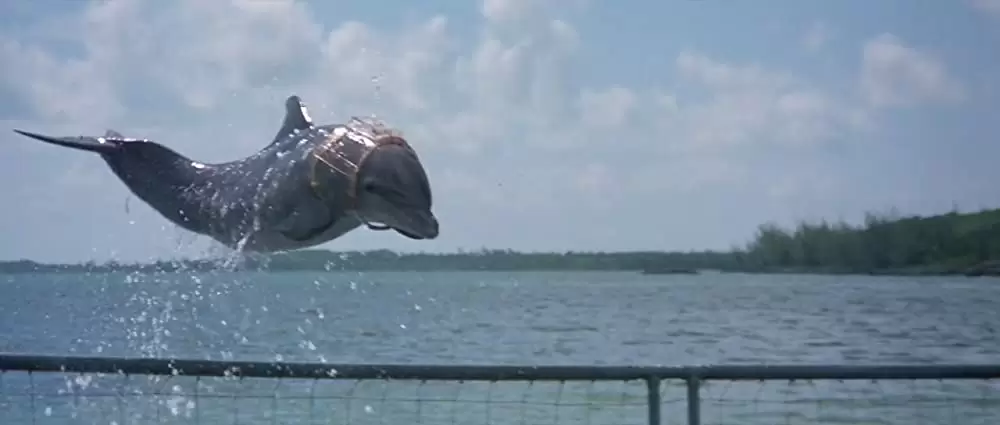 イルカの日の画像