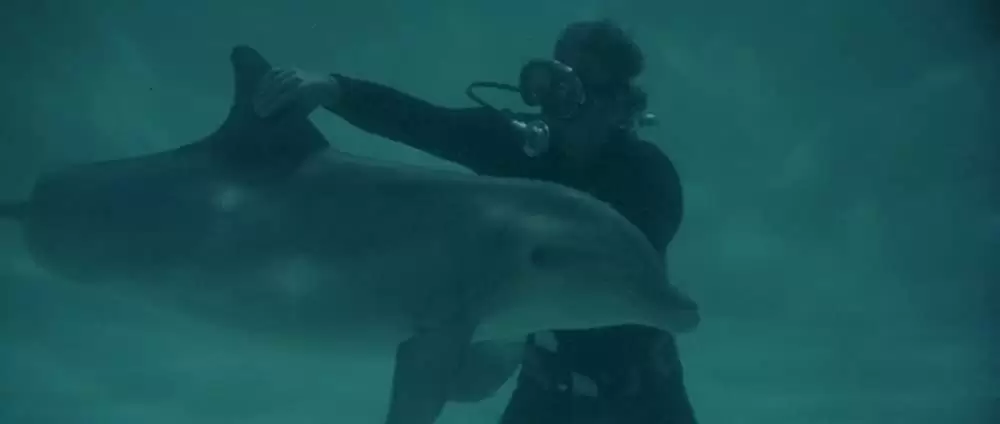 イルカの日の画像