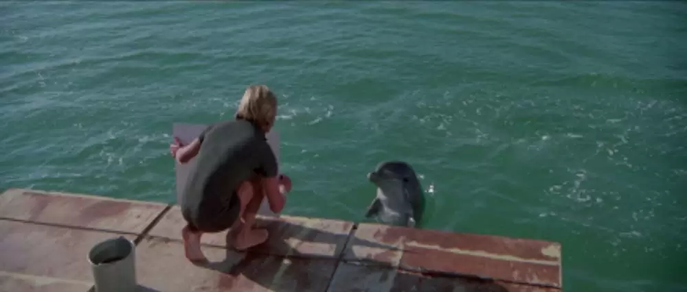 イルカの日の画像