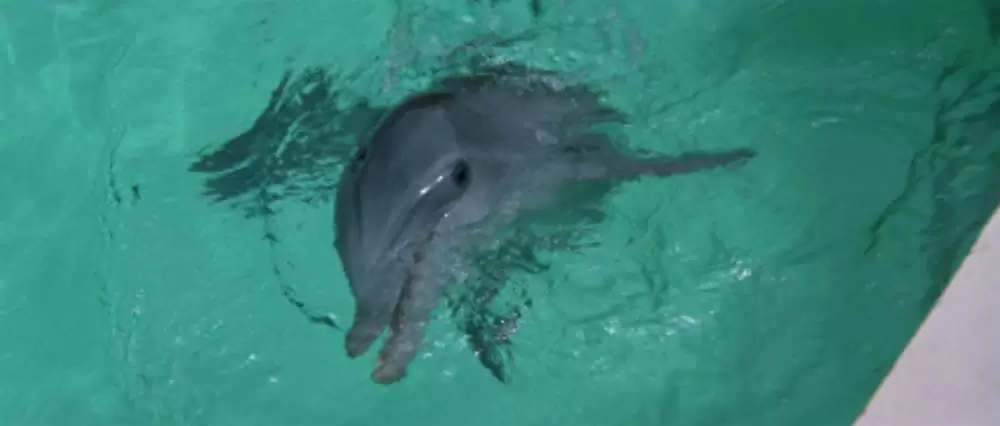 イルカの日の画像