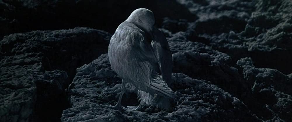 かもめのジョナサンの画像