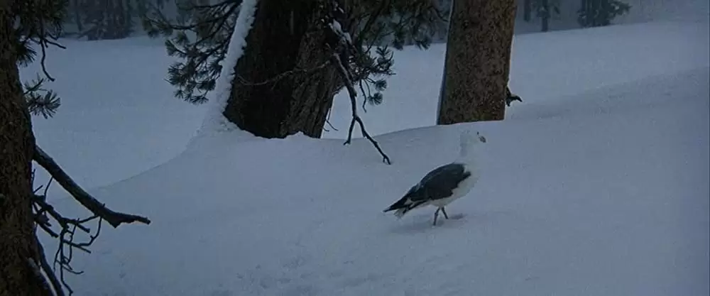 「かもめのジョナサン」ジェームズ・フランシスカスの画像
