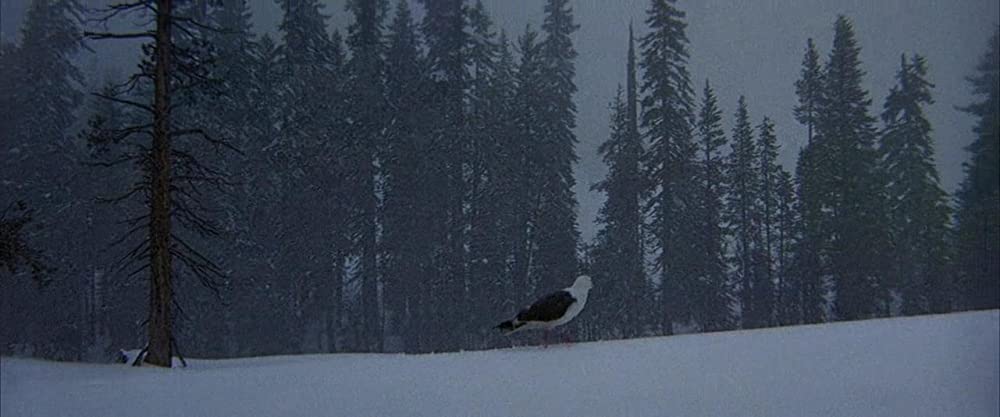 かもめのジョナサンの画像