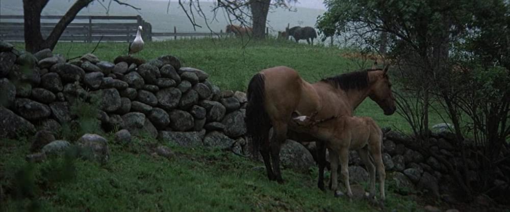 かもめのジョナサンの画像