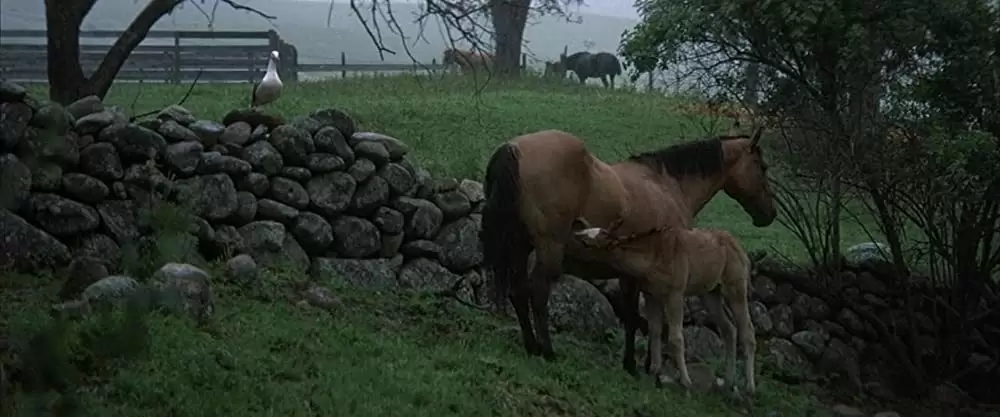 「かもめのジョナサン」ジェームズ・フランシスカスの画像