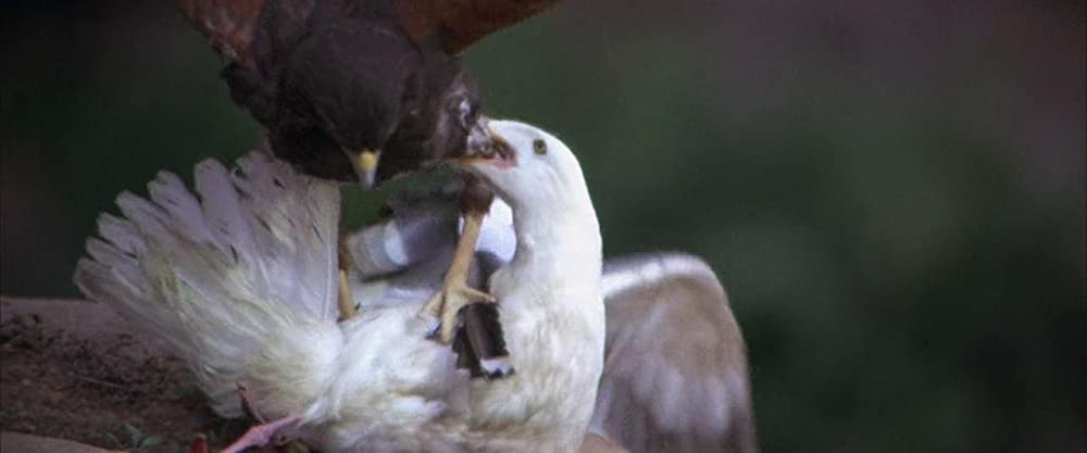 かもめのジョナサンの画像