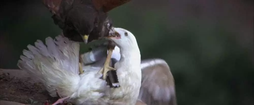 「かもめのジョナサン」ジェームズ・フランシスカスの画像
