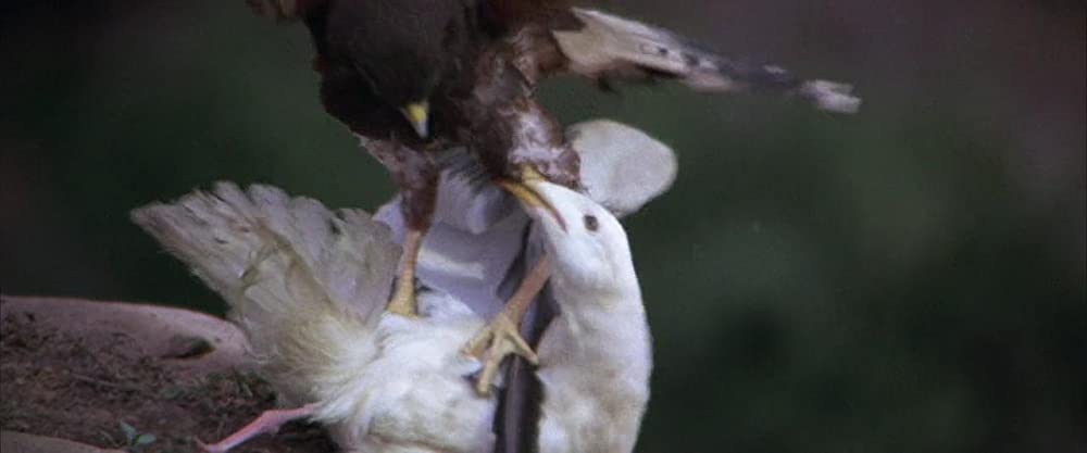 かもめのジョナサンの画像