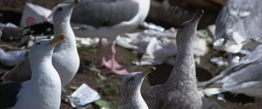 かもめのジョナサンの画像