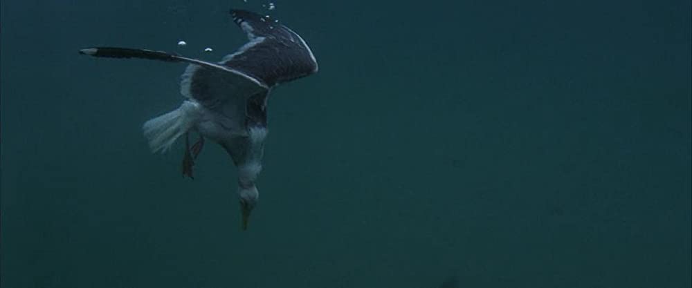 かもめのジョナサンの画像