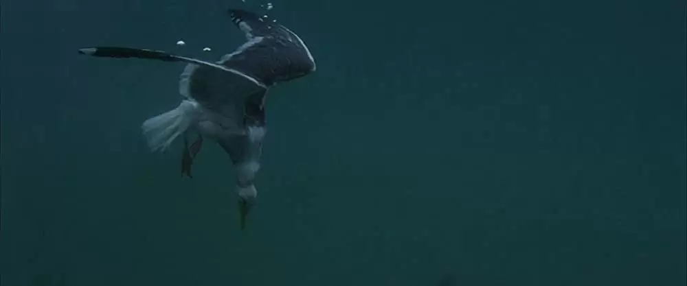 「かもめのジョナサン」ジェームズ・フランシスカスの画像