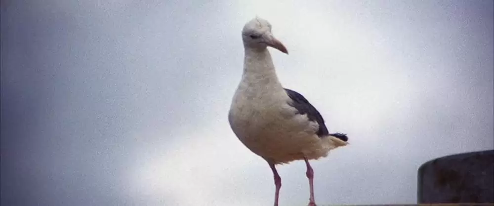 「かもめのジョナサン」ジェームズ・フランシスカスの画像