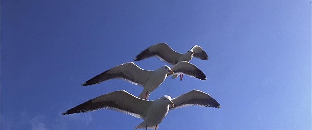 かもめのジョナサンの画像