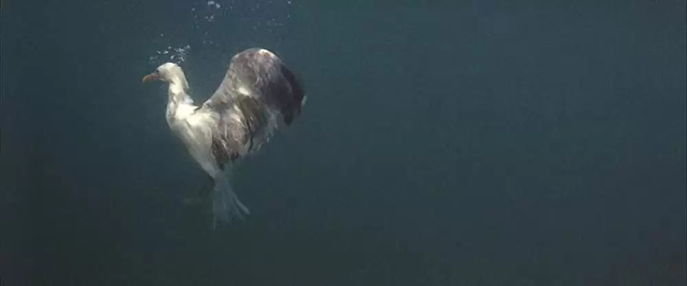 「かもめのジョナサン」ジェームズ・フランシスカスの画像