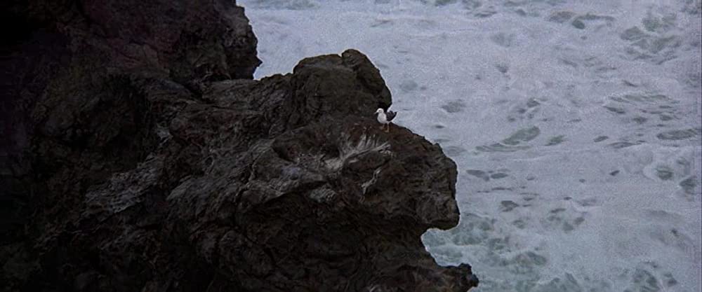 かもめのジョナサンの画像