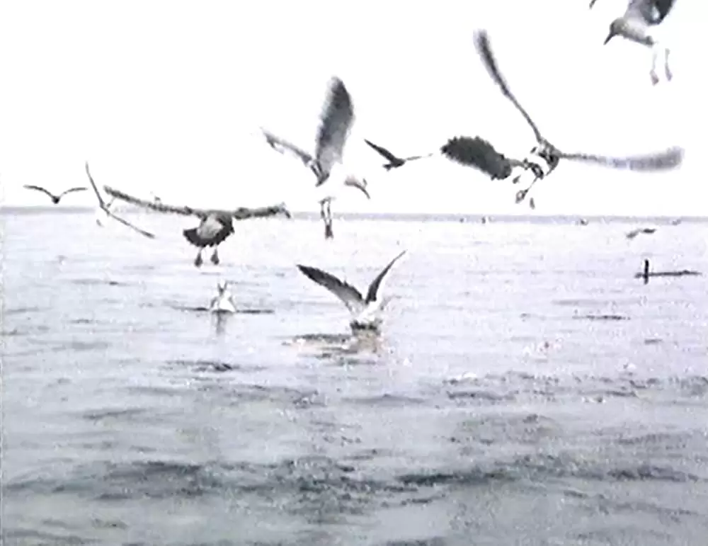 かもめのジョナサンの画像