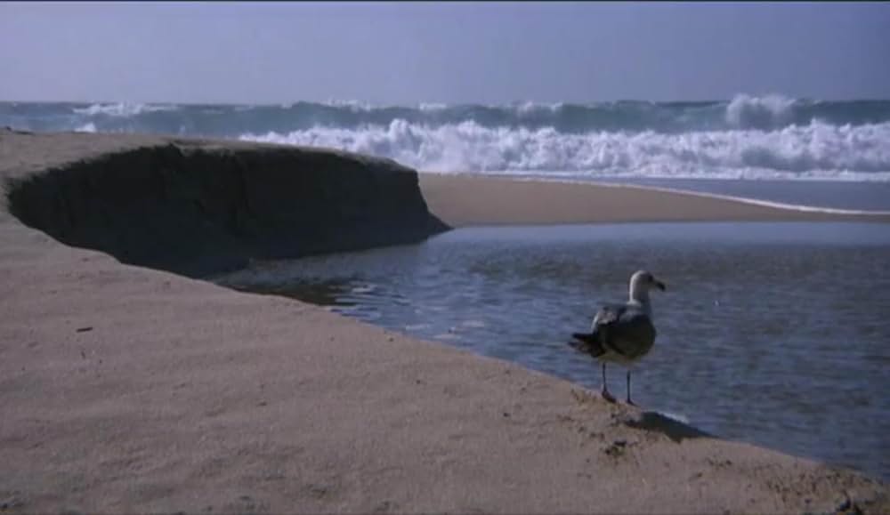 かもめのジョナサンの画像