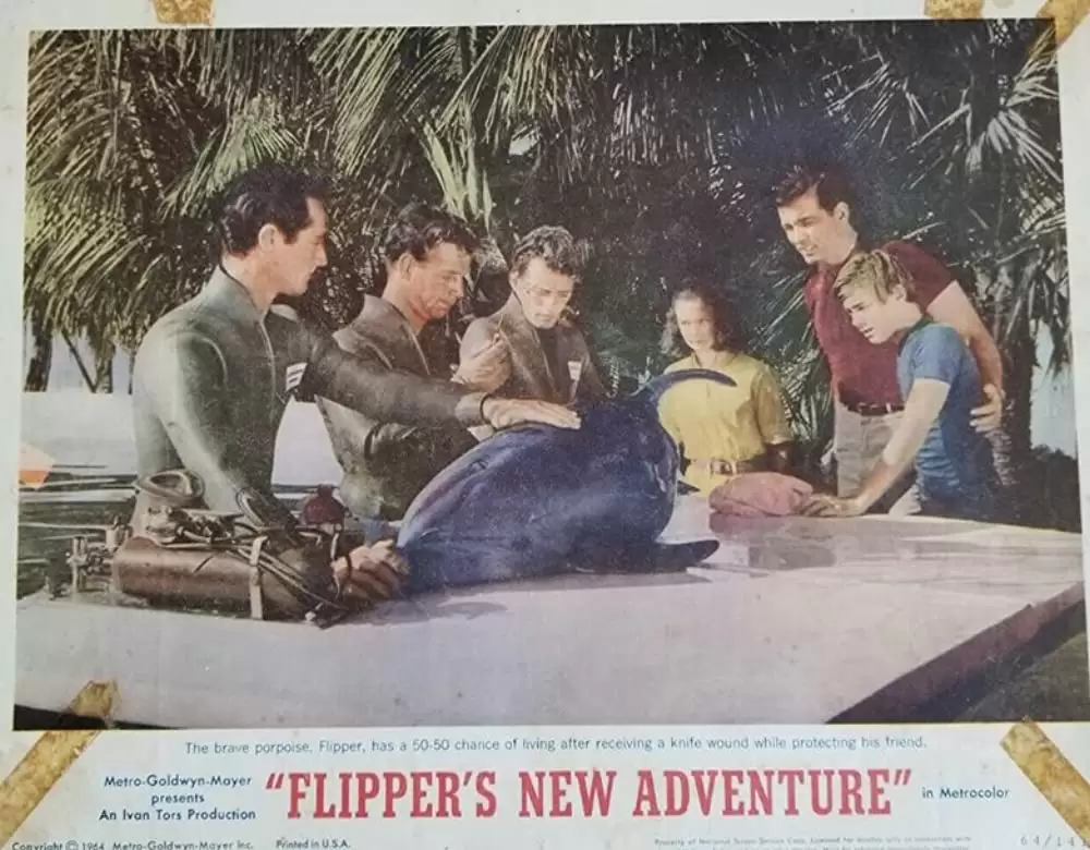 頑張れフリッパーの画像