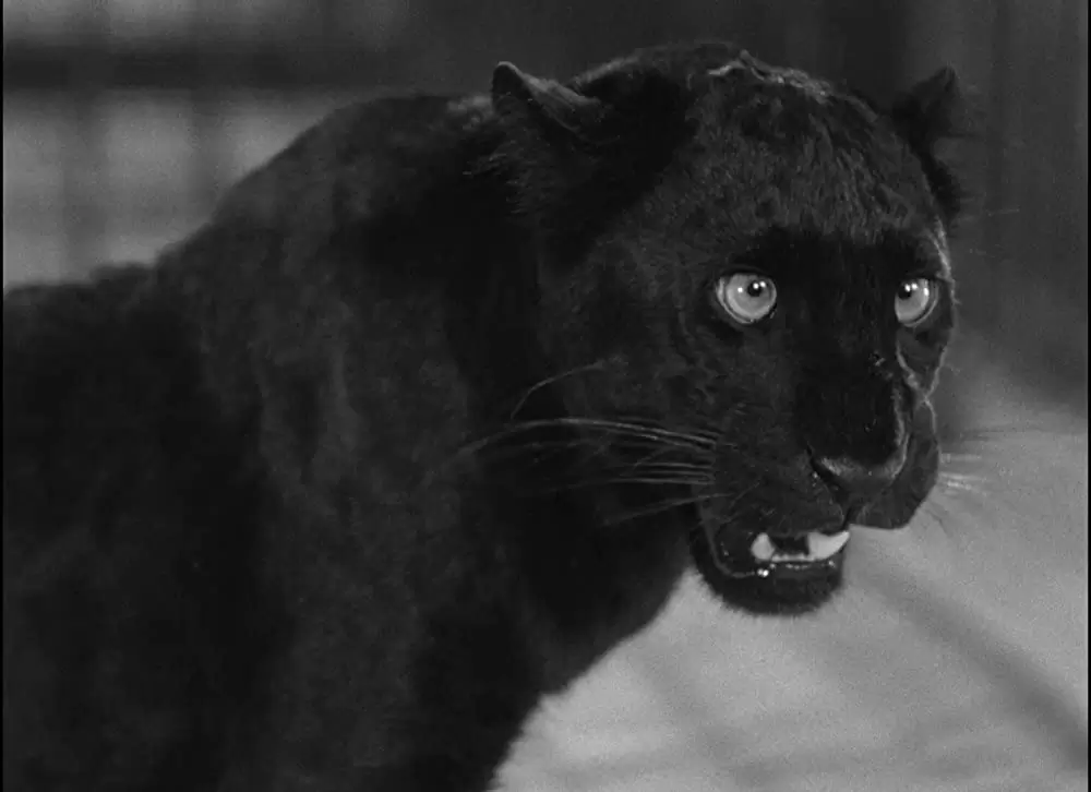 キャット・ピープルの画像