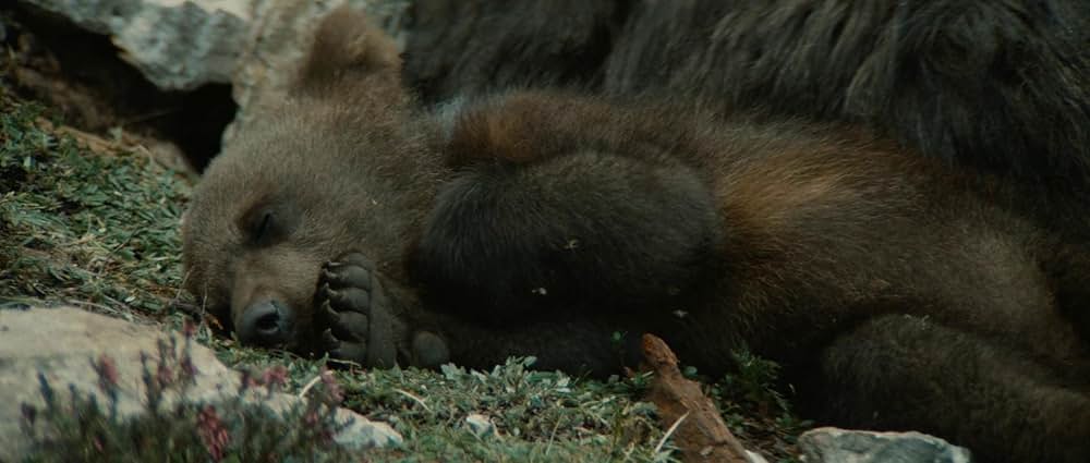 子熊物語の画像