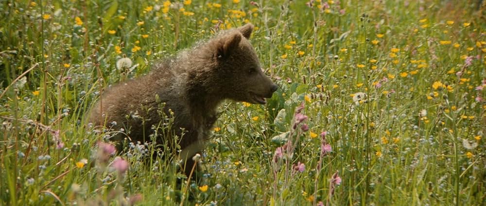 子熊物語の画像