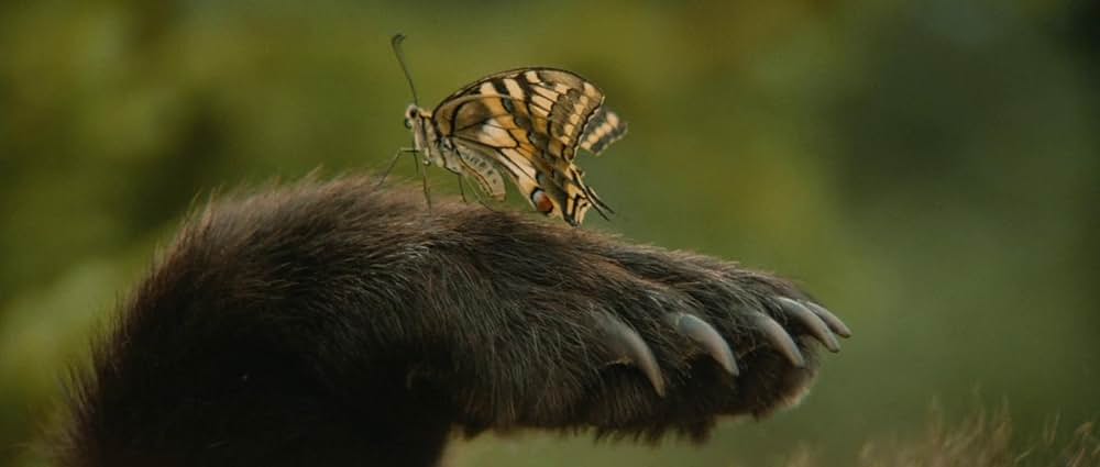 子熊物語の画像